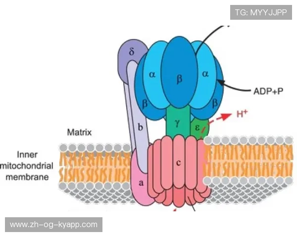 ATP世界格局迎来新变化